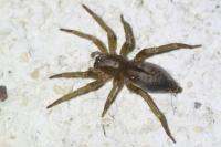 Clubiona corticalis