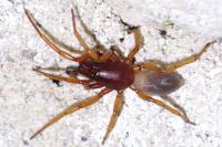 Dysdera crocata