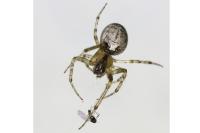 Zygiella x-notata