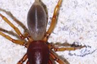 Dysdera crocata