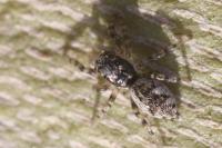 Salticus zebraneus
