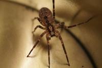 Zoropsis spinimana