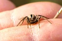 Thanatus formicinus