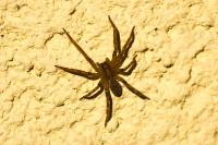 Zoropsis spinimana