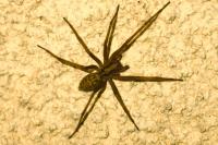 Eratigena
