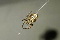 Nuctenea umbratica