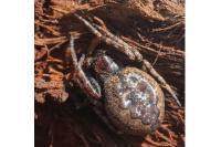Nuctenea umbratica