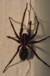 Eratigena atrica
