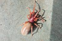 Dysdera