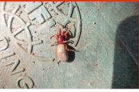 Dysdera