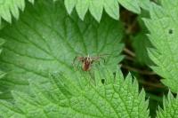 Pisaura mirabilis