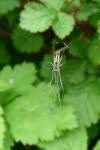 Tetragnatha