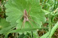Pisaura mirabilis