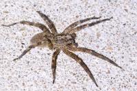 Zoropsis spinimana