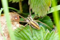Pisaura mirabilis