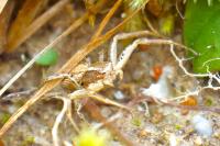 Xysticus