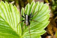 Pardosa saltans