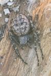 Nuctenea umbratica