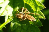 Pisaura mirabilis