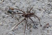 Pisaura mirabilis