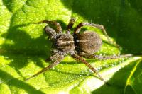 Pardosa