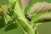Heliophanus