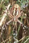 Argiope bruennichi