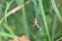 Argiope bruennichi