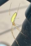 Tetragnatha