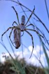 Argiope bruennichi