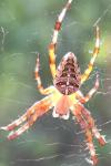 Araneus diadematus