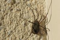 Odiellus spinosus