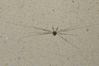 Dicranopalpus ramosus
