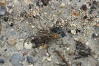 Eratigena atrica