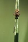Xysticus cristatus