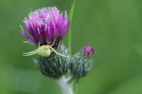 Misumena vatia