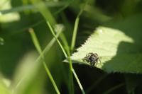 Evarcha arcuata