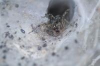 Agelena labyrinthica