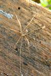 Opilio saxatilis