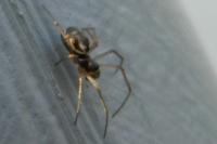 Linyphia hortensis