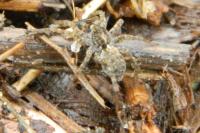 Pardosa