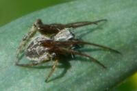 Agalenatea redii