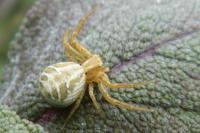 Xysticus