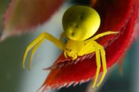 Misumena vatia