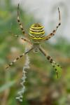 Argiope bruennichi