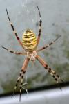 Argiope bruennichi