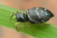 Heliophanus cupreus