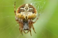 Agalenatea redii