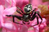 Synema globosum