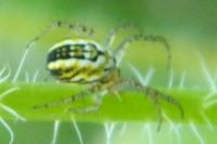 Mangora acalypha
